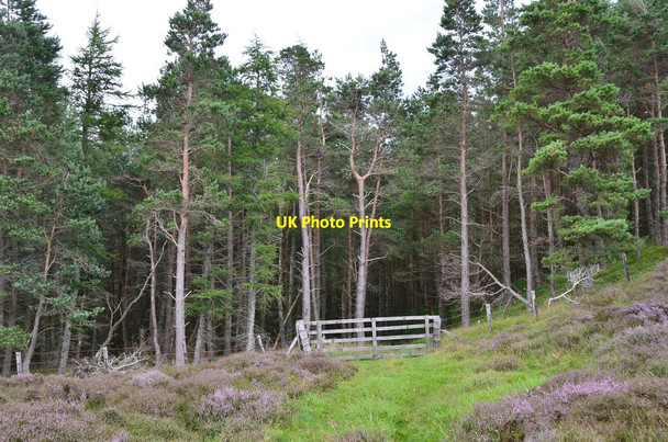 Photo 6"x4" Exit from the forest, Newby Kipps Bonnington\/NT2538 c2016