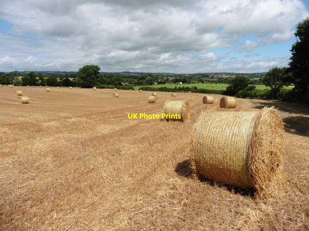 Photo 6"x4" After the harvest, Crosslands Manley\/SS9811 c2016