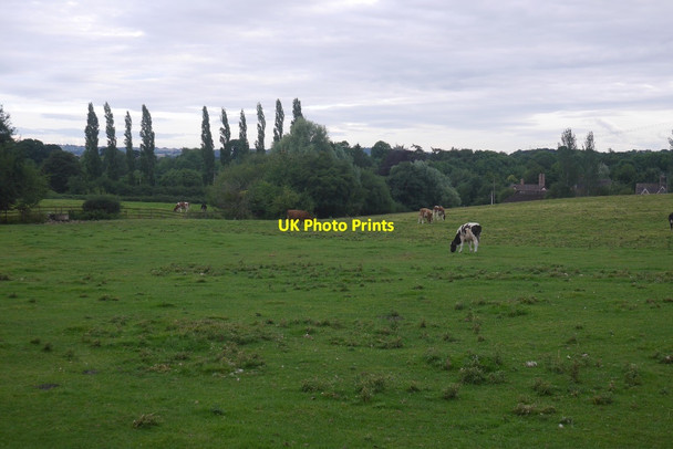 Photo 6"x4" Cattle, Caynham Caynham\/SO5473 c2016
