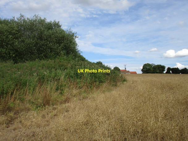 Photo 6"x4" Ripe oilseed rape and Thornbury Hill Farm Firbeck c2016