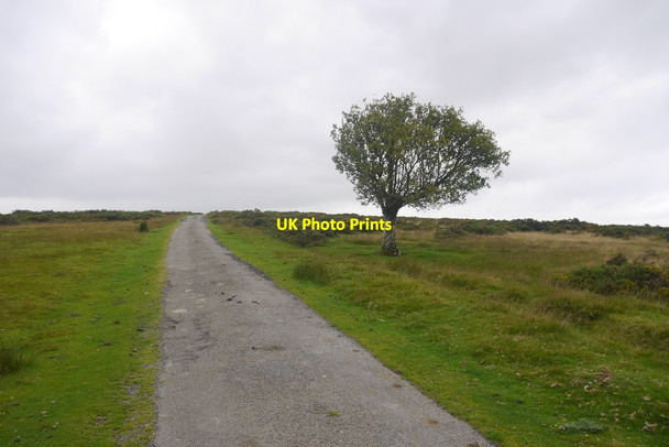 Photo 6"x4" Tree on Beacon Hill Gwerneirin\/SO1880 c2016