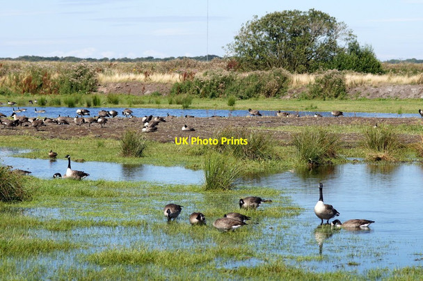 Photo 6"x4" Canada Geese (Branta canadensis) on Lunt Meadows Nature Reserve Homer Green c2016