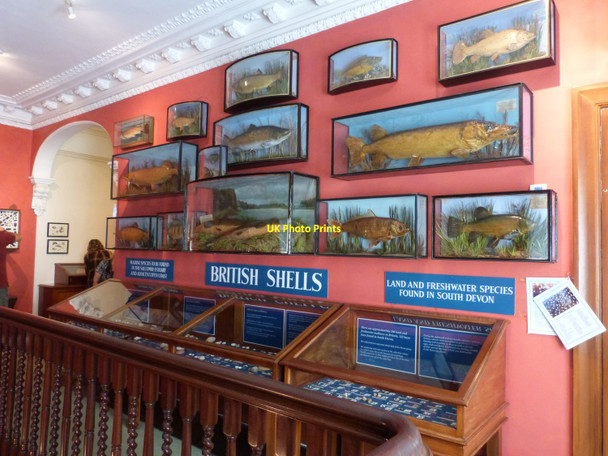Photo 6"x4" Display of stuffed fish at Overbecks Museum Salcombe c2016