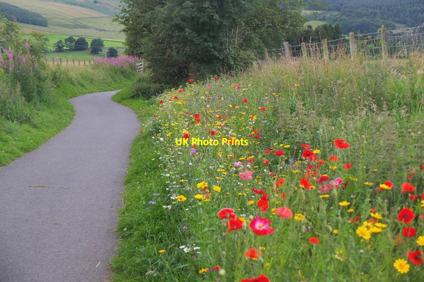 Photo 6"x4" Flowers in bloom by the railway path, Innerleithen Innerleithen c2016