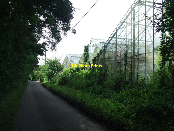 Photo 6"x4" Disused Greenhouses Newport\/TL5233 c2016