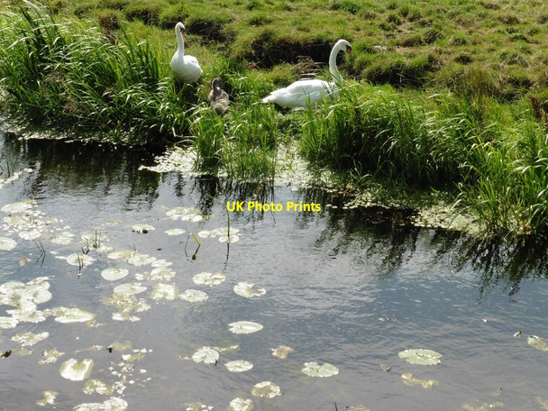 Photo 6"x4" Swans near North Drain Westham\/ST4046 c2016