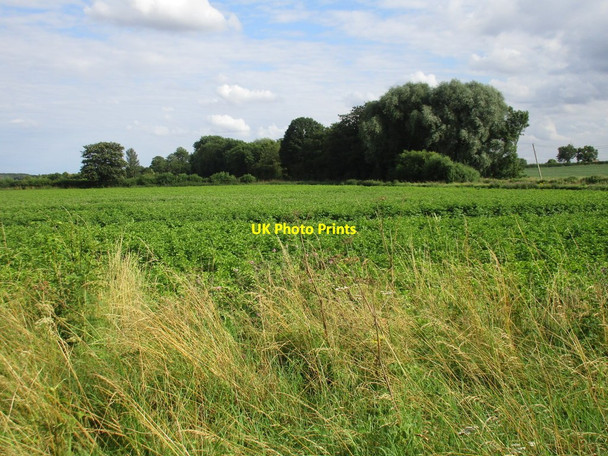 Photo 6"x4" Potato field and trees, Dunston Fen Wasps Nest c2016