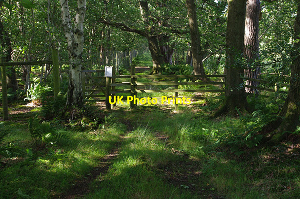 Photo 6"x4" Permissive footpath, White Moss Yealand Storrs c2016