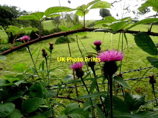 Photo 6"x4" Knapweed, Tycanny Garvaghy c2016