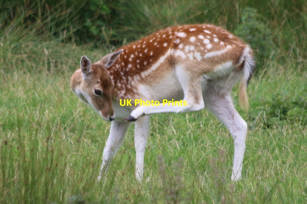 Photo 6"x4" A fawn has a quiet scratch by Dalemain Soulby\/NY4625 c2016