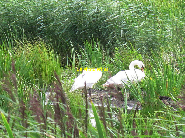 Photo 6"x4" Swans at Rodley nature reserve Horsforth c2016