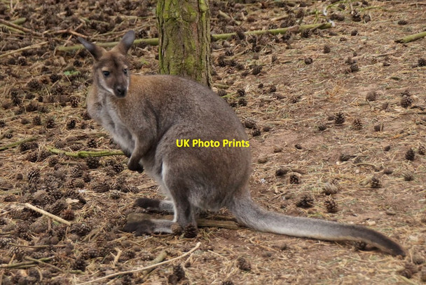 Photo 6"x4" Wallaby at East Links Family Park, Dunbar West Barns c2016