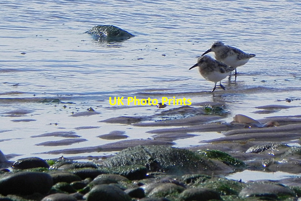 Photo 6"x4" Sanderling (Calidris alba) Lunan\/NO6851 c2016