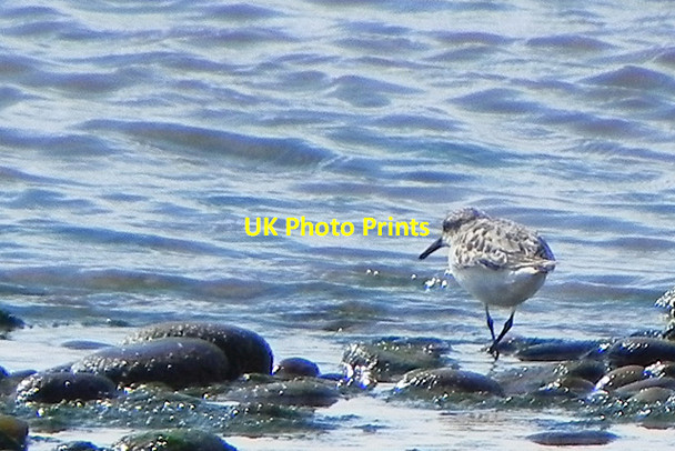 Photo 6"x4" Sanderling (Calidris alba) Lunan\/NO6851 c2016 P1