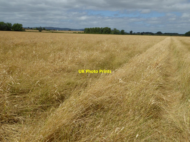 Photo 6"x4" Cereals fields Green Street\/SO8740 c2016