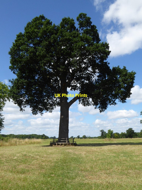 Photo 6"x4" Oak tree in Croome Park Dunstall Common c2016