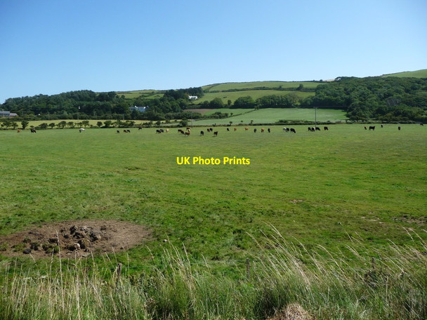 Photo 6"x4" Cattle grazing, north of Lhergydhoo Farm Knocksharry c2016