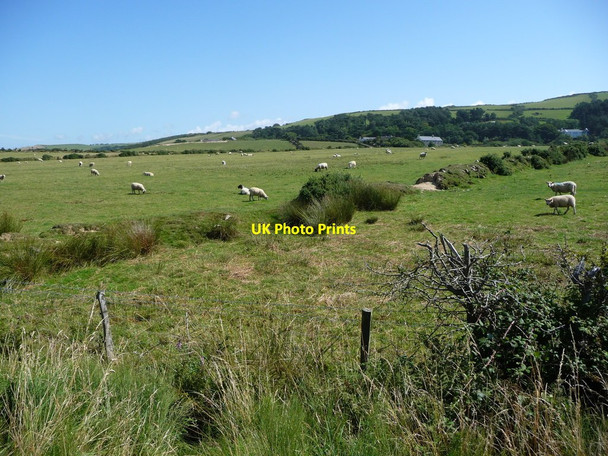 Photo 6"x4" Sheep grazing, south-west of Knocksharry Knocksharry c2016