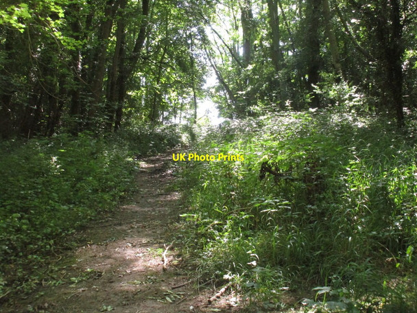 Photo 6"x4" Entering Horse Close Plantation Little Gringley c2016