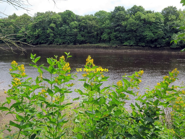 Photo 6"x4" Yellow Loosestrife (Lysimachia vulgaris), Tyne riverside Ryton\/NZ1564 c2016