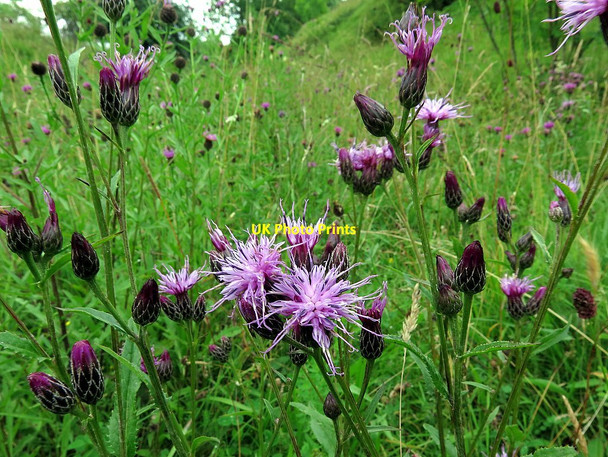 Photo 6"x4" Saw-wort (Serratula tinctoria), Waitby Greenriggs Nature Reserve Kirkby Stephen c2016