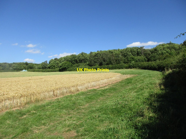 Photo 6"x4" Wheatfield and Gamston Wood Eaton\/SK7178 c2016