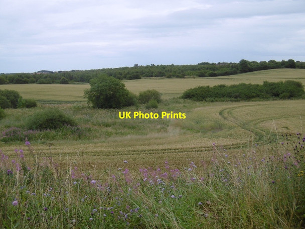Photo 6"x4" Wheat, Murton Greenhill\/NZ3947 c2016