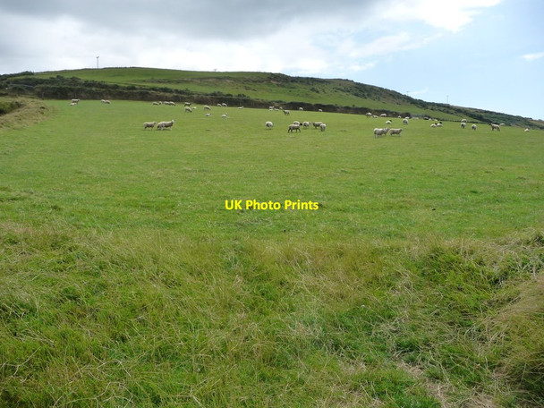 Photo 6"x4" Sheep pasture, inland from Lady Port Ballacarnane Beg c2016