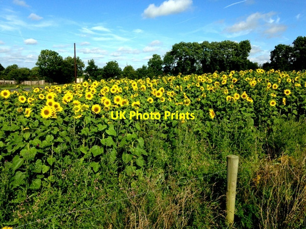 Photo 6"x4" Sunflowers, Curr Garvaghy c2016