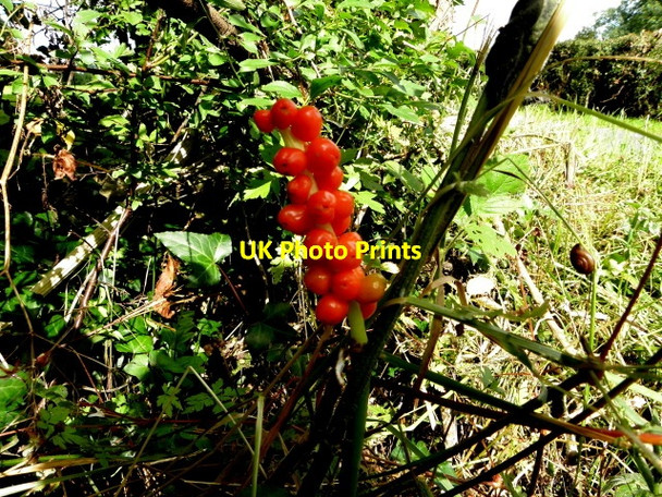Photo 6"x4" Lords and Ladies, Gort Eglish c2016