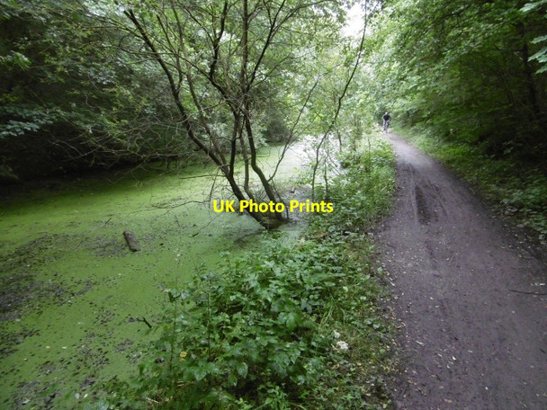 Photo 6"x4" Cutting, Pesspool Wood Fleming Field c2016