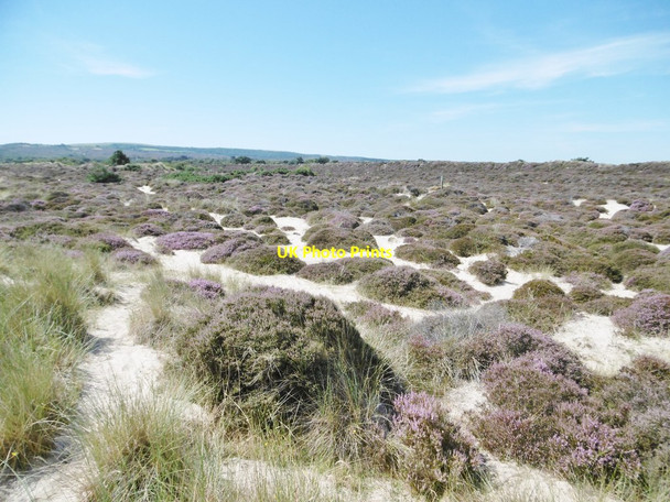 Photo 6"x4" Studland, heathland Studland c2016