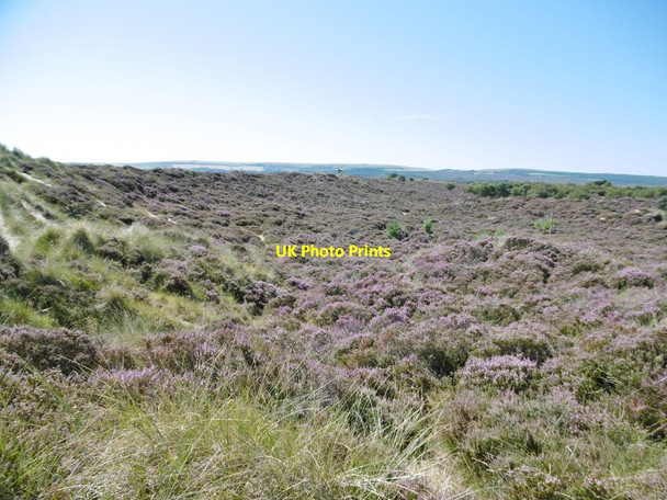 Photo 6"x4" Studland, heathland Sandbanks c2016