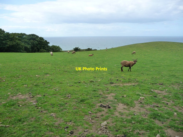 Photo 6"x4" Sheep grazing at Ballanquine Ballacarnane Beg c2016
