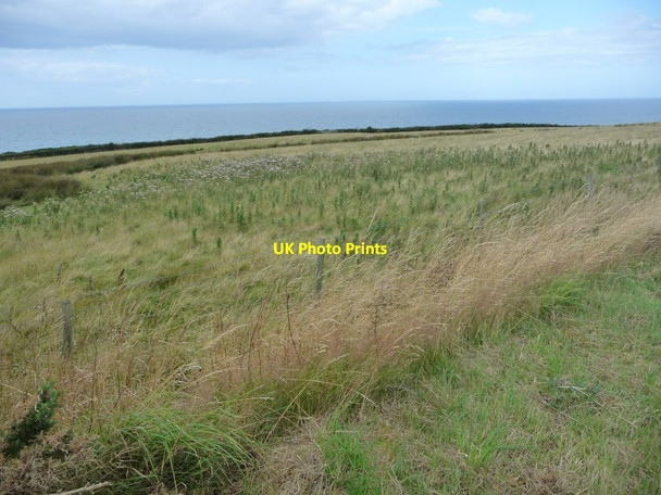 Photo 6"x4" Thistle-filled field, west of Ballarcarnane Ballacarnane Beg c2016