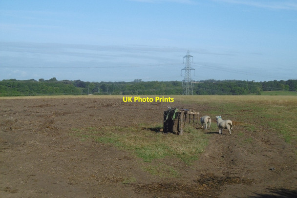 Photo 6"x4" Sheep, Middlefield Fulthorpe c2016