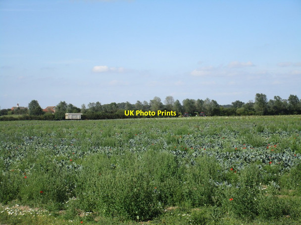 Photo 6"x4" Cabbage field near Birkhouse Farm Misson c2016