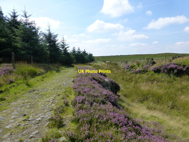 Photo 6"x4" Heather on path near White Brow Montcliffe c2016