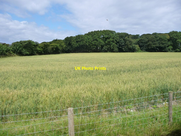 Photo 6"x4" Field of oats, near Ballagawne Ballagawne\/SC2169 c2016