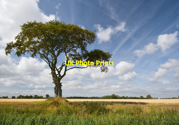 Photo 6"x4" Tree by Halsham Drain Halsham c2016