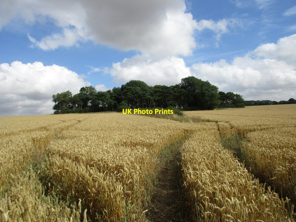 Photo 6"x4" View towards a cross-shaped plantation Helperthorpe c2016