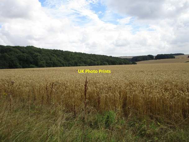 Photo 6"x4" Wheat above Haver Dale West Lutton c2016