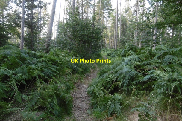 Photo 6"x4" Larch Wood, Dalkeith Park Dalkeith\/NT3467 c2016