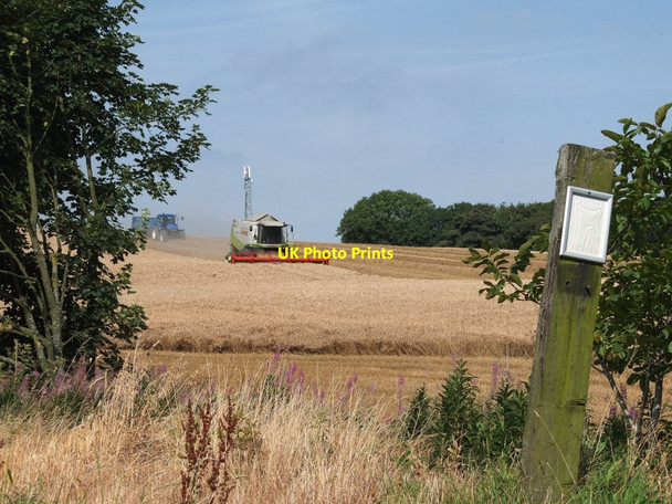 Photo 6"x4" Wheat harvest at Ash Grove Farm, Billinge Billinge c2016