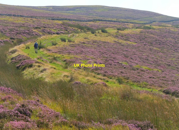 Photo 6"x4" Path through the heather, Pentland Hills Malleny Mills c2016