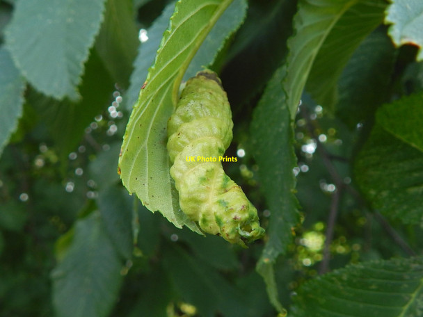 Photo 6"x4" Leaf gall on wych elm Dumbarton c2016