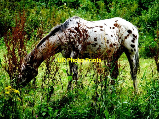 Photo 6"x4" Grazing horse, Campsie Omagh c2016
