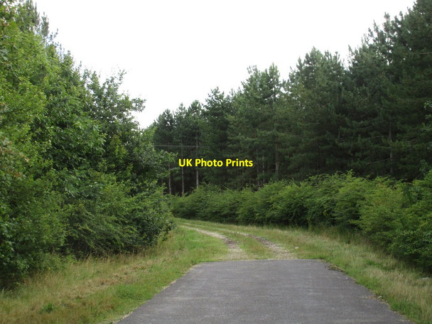 Photo 6"x4" Track into a plantation Lound\/SK6986 c2016