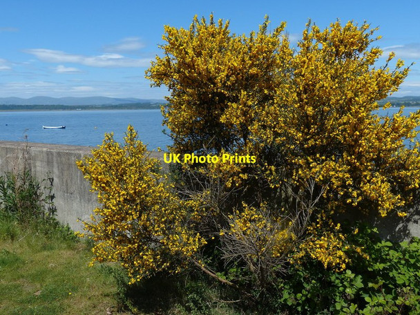 Photo 6"x4" Gorse bush next to the John Muir Way Bridgeness c2016