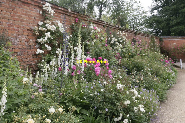 Photo 6"x4" Foxgloves in the Roses Lower Brook c2016
